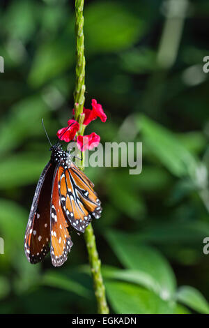 Papillon Danaus gilippus (Queen) Banque D'Images