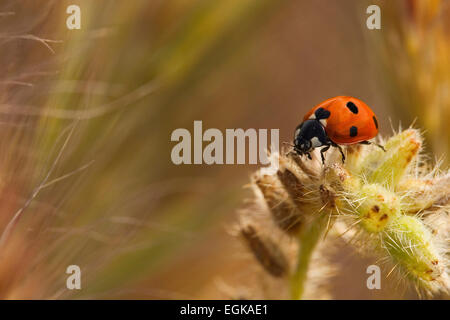 La coccinelle convergente (Hippodamia convergens), Désert de Mojave National Preserve, Californie Banque D'Images