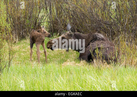 Orignal avec veau nouveau-né (Alces americanus), Bridger Teton National Forest, Wyoming Banque D'Images