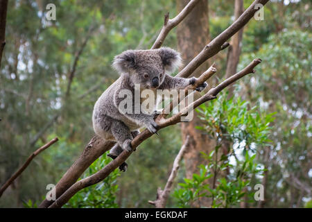 Un Koala sauvage escalade un arbre . Banque D'Images