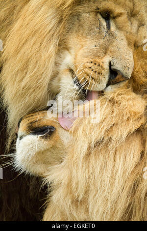 Un lion mâle un autre toilettage Banque D'Images