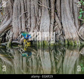 American Purple Gallinule (Porphyrio martinica) cachés dans les mangroves Banque D'Images