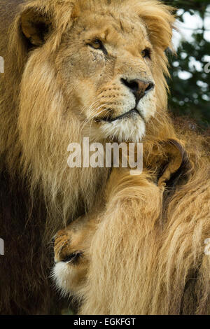 Vieux lions mâles Banque D'Images