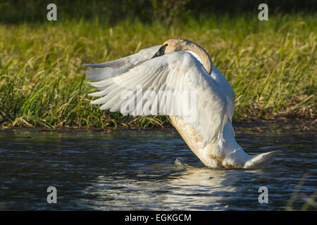 Cygne trompette (Cygnus buccinator) sur la rivière Snake dans le Parc National de Grand Teton, Wyoming. Banque D'Images