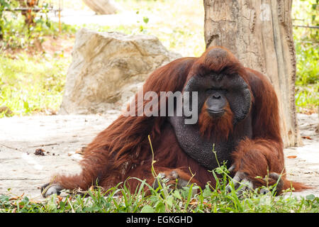 Orang-outan (Pongo pygmaeus) en Thaïlande ( trouvé à l'île de Bornéo , l'île de Sumatra en Indonésie ) Banque D'Images