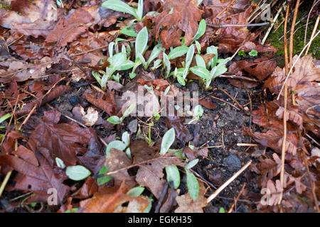 Carmarthenshire, Pays de Galles, Royaume-Uni. Jeudi 26 février 2015. Soft grey feuilles de bleuet Centaura Cyanus pousser à travers le sol apportant une promesse de printemps sur un jour de février à sec dans un jardin dans Carmarthenshire Llanwrda, West Wales UK. Ciel gris sont appelées à céder la place à des périodes de soleil aujourd'hui avec des températures plus froides. Kathy deWitt/AlamyLiveNews Banque D'Images