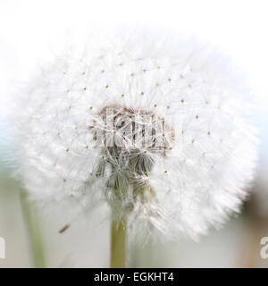 Graines de pissenlit frais et céleste, tête Balle Parachute Jane Ann Butler Photography JABP795 Banque D'Images