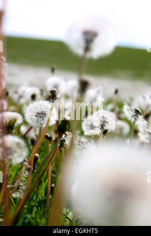 Domaine de pissenlits, Boules de parachute dans le magnifique cadre naturel Jane Ann Butler Photography JABP801 Banque D'Images