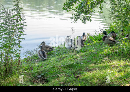 Canard colvert mâle et femelle se reposer sur les rives d'un lac Banque D'Images