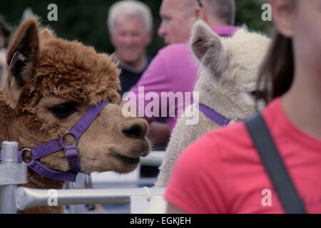 Les alpagas au Ellingham & Show Ringwood, Hampshire, Angleterre Banque D'Images