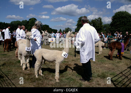 Les alpagas présentée à l'Ellingham & Ringwood Show à Hampshire, Angleterre Banque D'Images