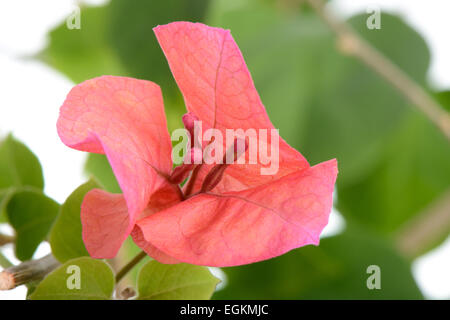 Libre de rouge fleurs de bougainvilliers, isolated on white Banque D'Images