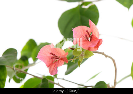 Libre de rouge fleurs de bougainvilliers, isolated on white Banque D'Images