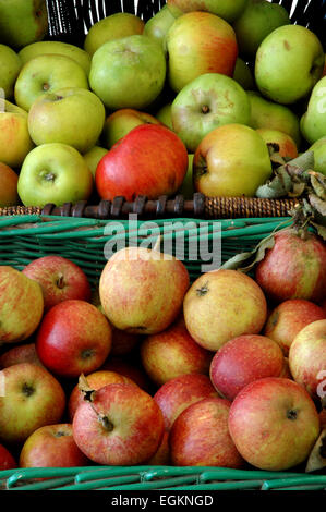 Les pommes Bramley et Cox Banque D'Images