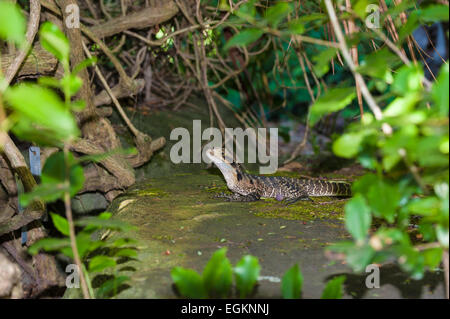 L'eau de l'est Dragon (Physignathus lesueurii) dans le jardin botanique, Sydney, Australie Banque D'Images