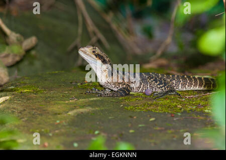 L'eau de l'est Dragon (Physignathus lesueurii) dans le jardin botanique, Sydney, Australie Banque D'Images