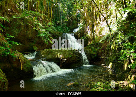 Cascades Onomea dans Hawaii Tropical Botanical Garden sur Onomea Bay, Big Island, Hawaii, USA Banque D'Images