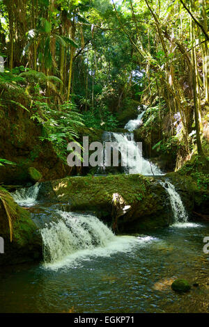 Cascades Onomea dans Hawaii Tropical Botanical Garden sur Onomea Bay, Big Island, Hawaii, USA Banque D'Images