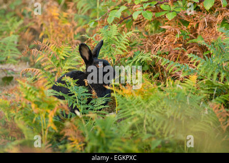 Black Rabbit Oryctolagus cunniculus ; ; seul dans Bracken St Mary's, Îles Scilly ; UK Banque D'Images