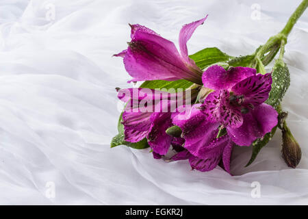 Fleur de printemps - violet l'alstroemeria ( lis péruviens ou lis des Incas) - Fond blanc Banque D'Images