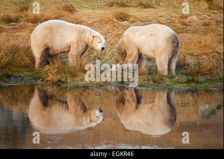 La célébration de la journée internationale de l'ours polaire Arktos et Walker Scottish Wildlife Park L'ours polaire à Kincraig. 9590 SCO. Banque D'Images