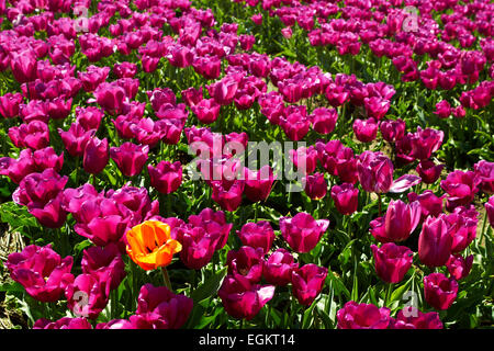 Arrière-plan de champ de tulipes couleurs différentes en Hollande un jaune orange tulip parmi ceux violet journée ensoleillée Banque D'Images