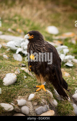 Atlantique Sud, îles Malouines, l'île de la carcasse, Caracara strié Phalcoboenus australis Banque D'Images