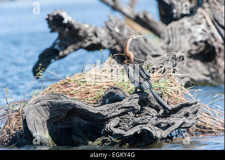 Dard africain Snakebird debout sur souche d'arbre mort Banque D'Images