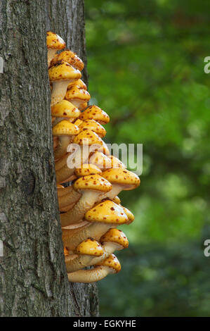 Scalycap or toadstools (Pholiota aurivella) on beech tree Banque D'Images