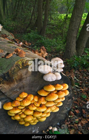 Scalycap or toadstools (Pholiota aurivella) et champignons en porcelaine (Oudemansiella mucida) on beech tree Banque D'Images