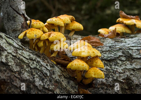 Scalycap or toadstools (Pholiota aurivella) on beech tree Banque D'Images