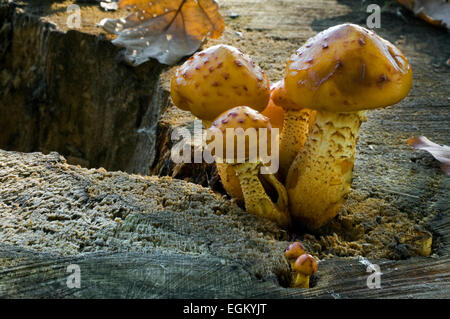 Scalycap or toadstools (Pholiota aurivella) on beech tree stump Banque D'Images