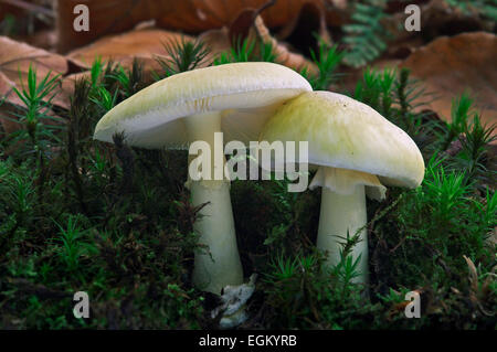 Deathcap / death cap (Amanita phalloides) Champignon Banque D'Images