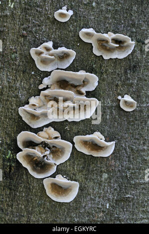 Support / Smoky smoky polypore / pourriture blanche (Bjerkandera adusta) growing on tree trunk Banque D'Images