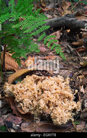 Champignons Chou-fleur Chou-fleur / Bois champignon (Sparassis crispa) Banque D'Images