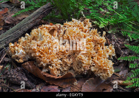 Champignons Chou-fleur Chou-fleur / Bois champignon (Sparassis crispa) Banque D'Images