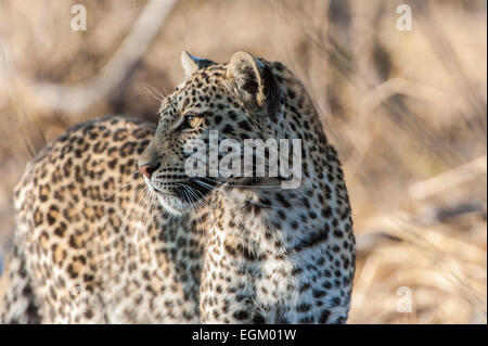 Des profils avec Leopard, la marche, le Botswana Banque D'Images