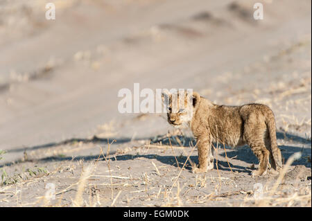 Seul lion cub de Chobe, Botswana Banque D'Images