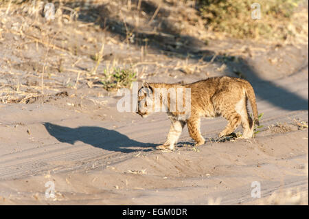 Seul lion cub de Chobe, Botswana Banque D'Images