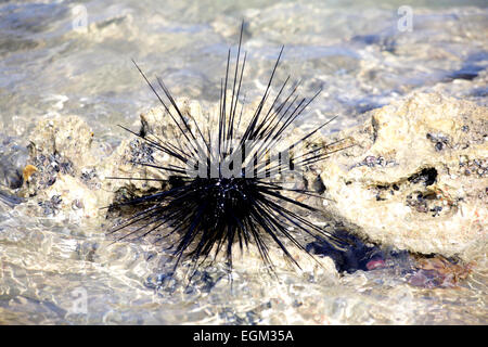 Sea urchin avec de grandes aiguilles dans l'eau peu profonde Banque D'Images