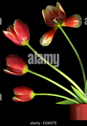 Tulipes rouges dans un pot à fleurs sur fond noir isolé Banque D'Images