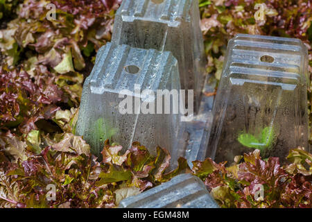 Au début de l'adjudication sous couvre dans le jardin. Banque D'Images