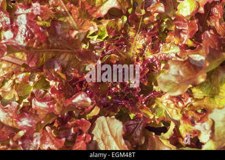 Un gros plan de laitue frisée rouge dans le jardin. Banque D'Images