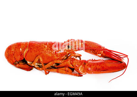 Homard Bouilli sur un fond blanc. Banque D'Images