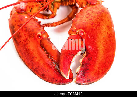 Homard Bouilli sur un fond blanc. Banque D'Images