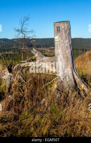 Dans la zone de montagne du Sauerland, a été frappé par l'ouragan "Kyrill" en 2007, le total des forêts détruites, Banque D'Images