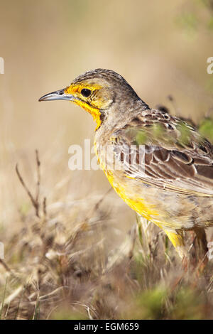 Cape Longclaw (Macronyx capensis) dans l'Amakhala Game Reserve, Eastern Cape, Afrique du Sud. Banque D'Images