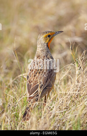 Cape Longclaw (Macronyx capensis) dans l'Amakhala Game Reserve, Eastern Cape, Afrique du Sud. Banque D'Images