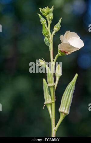 Le gombo (Abelmoschus esculentus). Banque D'Images