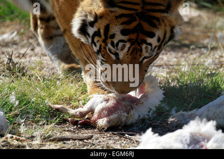 Un tigre du Bengale (Panthera tigris tigris) dans le parc du Lion Drakenstein, Klapmuts, Cape Winelands, Afrique du Sud Banque D'Images